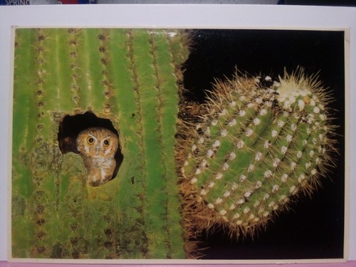 Elfo gufo gigante saguaro - gufo,
