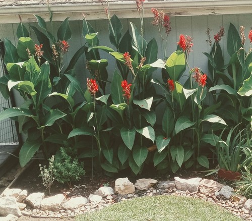 Giant red canna bulbs - 3/$15,