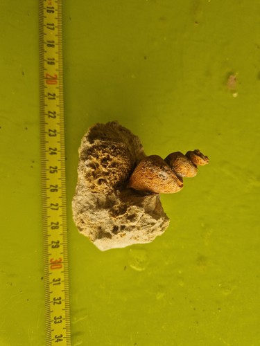 Bellissimo perfetto fossile - bellissimo, e