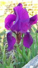 10 rizomi Iris Germanica alta Viola intenso profumata- Iris Barbata robustissima
