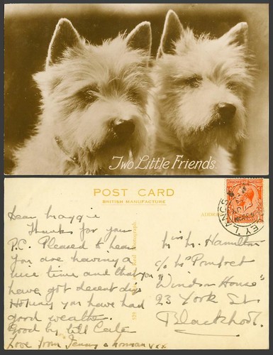 West highland white terriers - west,