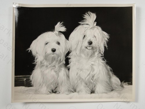 Maltese puppy sisters dog - 2,