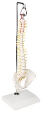 Modello colonna vertebrale - modello,