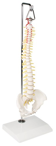 Modello colonna vertebrale - colonna,