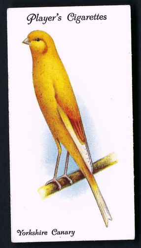 Player aviary and cage - aviary,