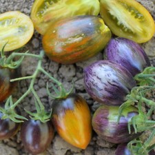 Brad's Atomic Grape Tomate -