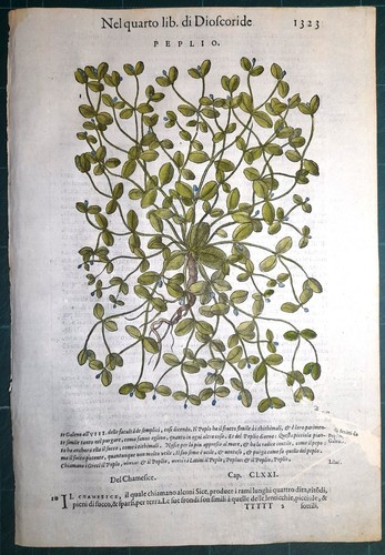 Stampa antica mattioli - antica,