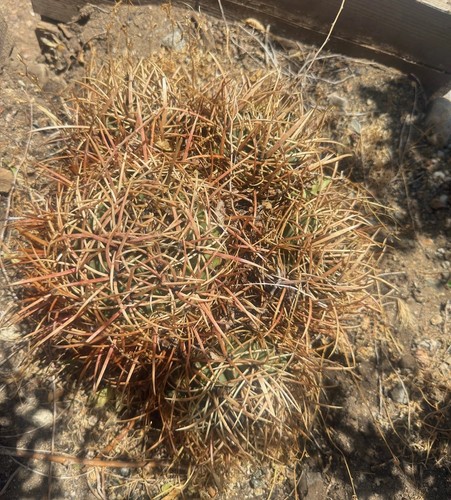 Cottontop cactus echino - cottontop,