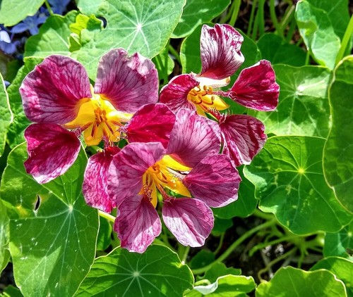 Nasturzio viola imperatore - nasturzio,