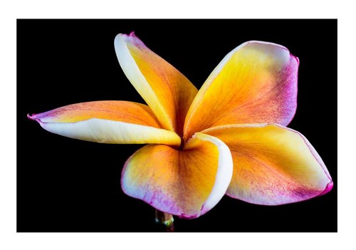 Plumeria rubra imperial - plumeria,