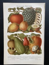 antica grafica pomologia
