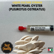 Cultura Liquida Fungo Ostrica