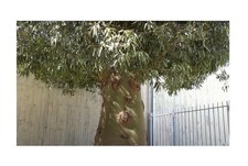 2 piante albero in bottiglia