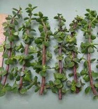 Cespuglio di elefante giada