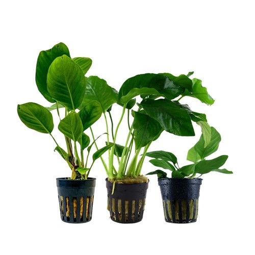 Anubias set piante - 3,