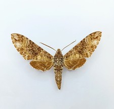 Entomology Taxidermy 