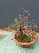 Bonsai Olmo Campestre 30x25cm