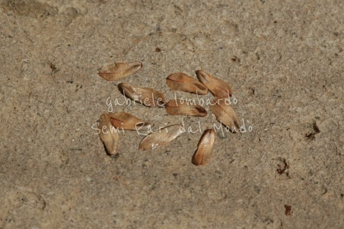 Pino australiano casuarina - australiano,
