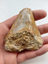 Dente di Megalodonte 7 x 6,5