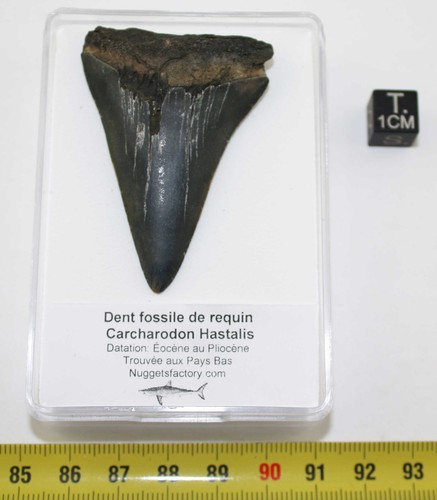 Dente fossile squalo - dente,