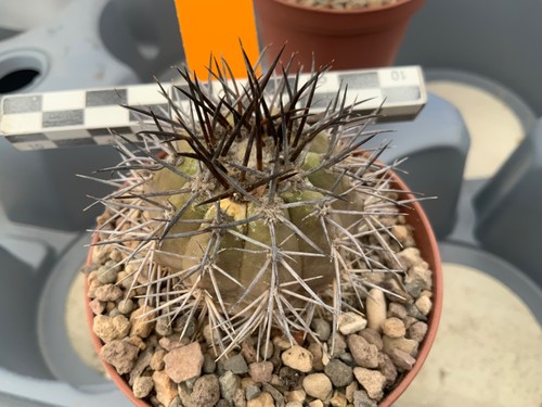 441 copiapoa spec lost - copiapoa, spec.