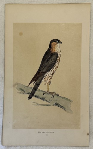 Sparrow hawk sparviero morris - sparviero,