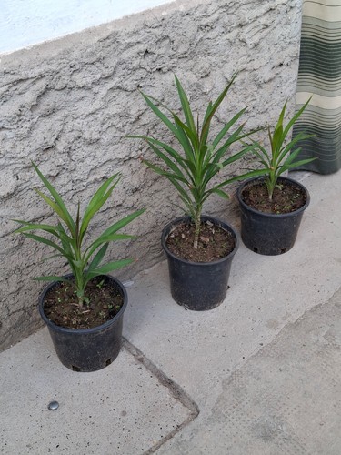 Pianta yucca elephantises - di,