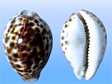 Cypraea tigris pardalis