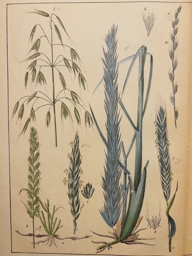 Antica illustrazione 1869 - antica,