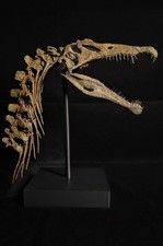 Spinosaurus Skull Fossil