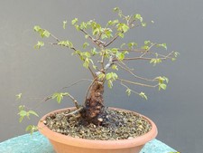 Bonsai Olmo Campestre 40x13cm