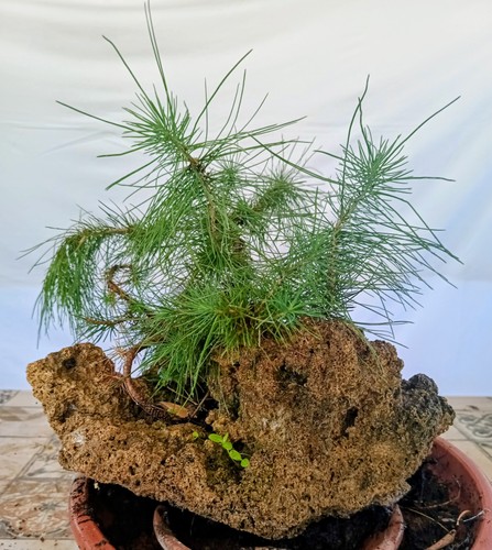 Bonsai pino aleppo nato su - pino,