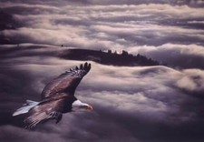 386825 Eagle soaring above the