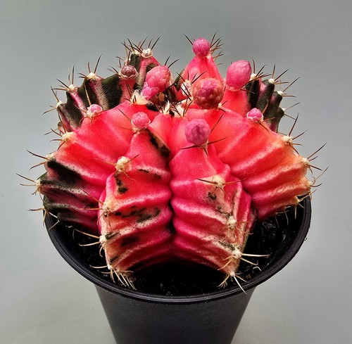 Bellissimo cactus fantastico - bellissimo,