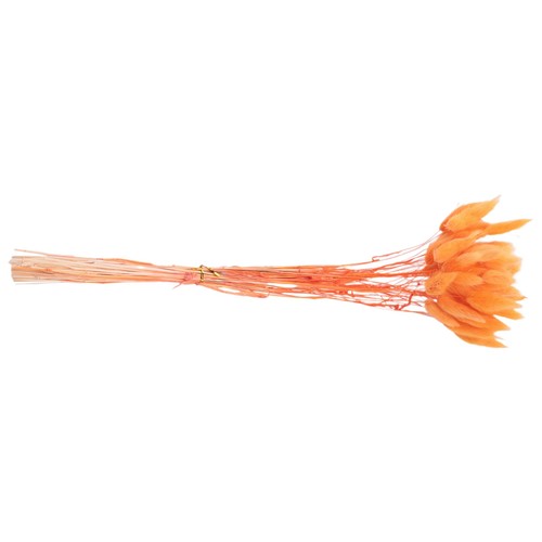 120 pezzi fiori secchi autunno - secchi,