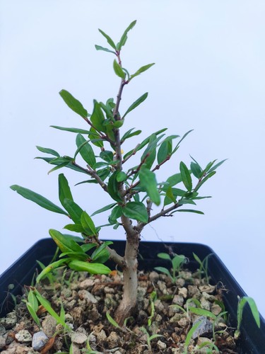 Prebonsaï melograno punica - ,