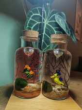  Marimo In bottiglia da 500 ml