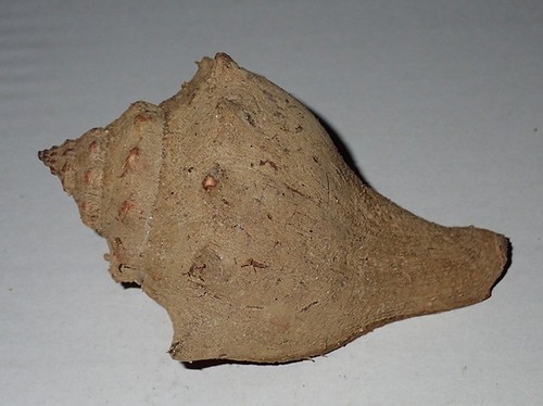 103 chitin pattern pugilina - 103,
