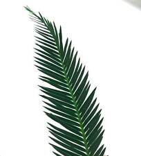 Dioone califanoi - no encephalartos zamia