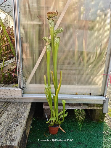 Sarracenia sx004 als - -,
