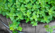 SEMI SEMENTI ORIGANO AROMATICHE ORTAGGI VERDURE