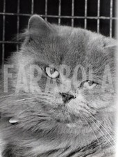 Foto vintage Francia, La gatta