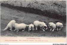 AILP6-0557 - CANE - Cani Dei