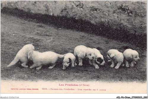 Ailp6 0557 cane cani - ailp6-0557,