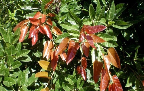 Raro ficus ingens - ficus, o