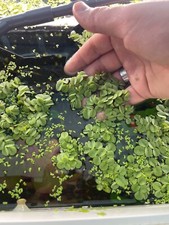 salvinia e lemna minor (lenticchia d’acqua) Piante galleggianti Acquario dolce