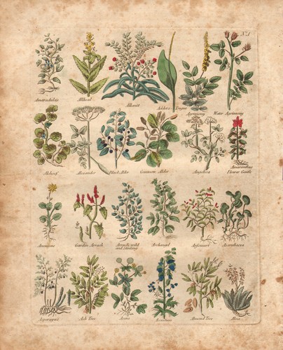 1810 print culpepers - 1810,