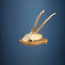 150CA Trofeo di capriolo . Caccia. Collezione. Decorazione. Camino