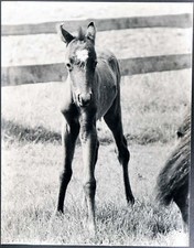 Foto vintage Puledro di razza