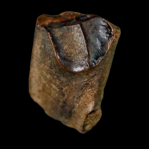 Dente fossile triceratopo - , 0,6"